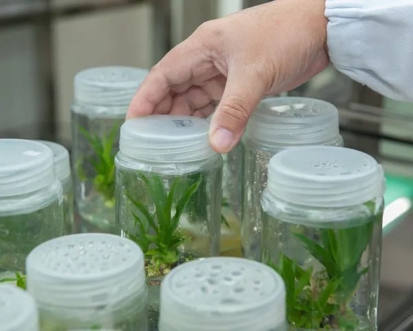 Plant tissue culture